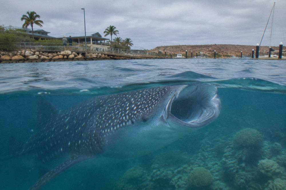 A whale shark feeding near the surface with the Ningaloo reef edge visible below