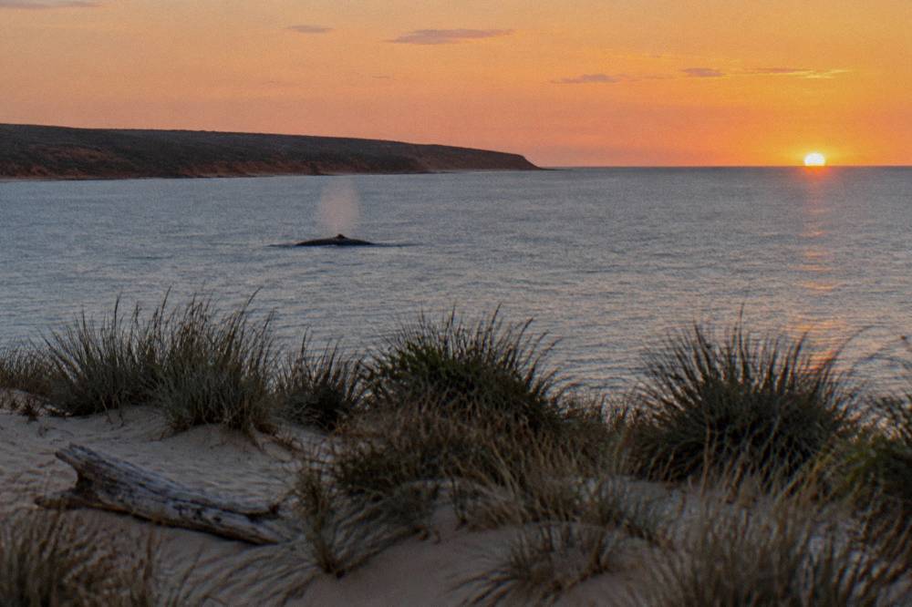 A humpback whale surfacing in open water off the Ningaloo coast at golden hour