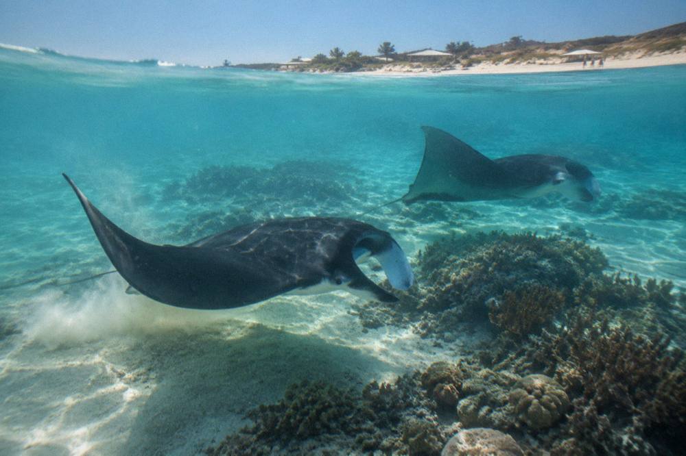 Manta rays swimming over a coral reef in shallow clear water at Coral Bay