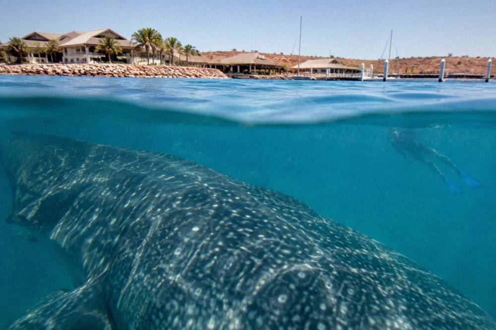 A whale shark swimming just below the surface with a snorkeler holding back at a distance