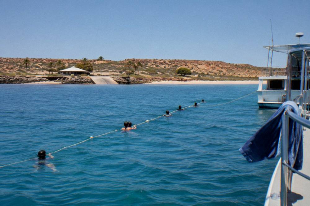A licensed tour boat flying flags while swimmers hold a line at the surface in open blue water
