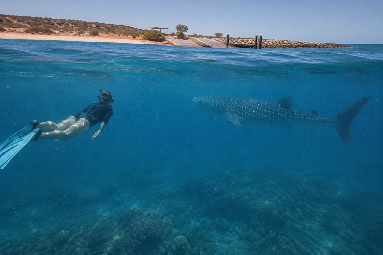 Snorkeler watching a whale shark from a distance in clear blue water at Ningaloo Reef