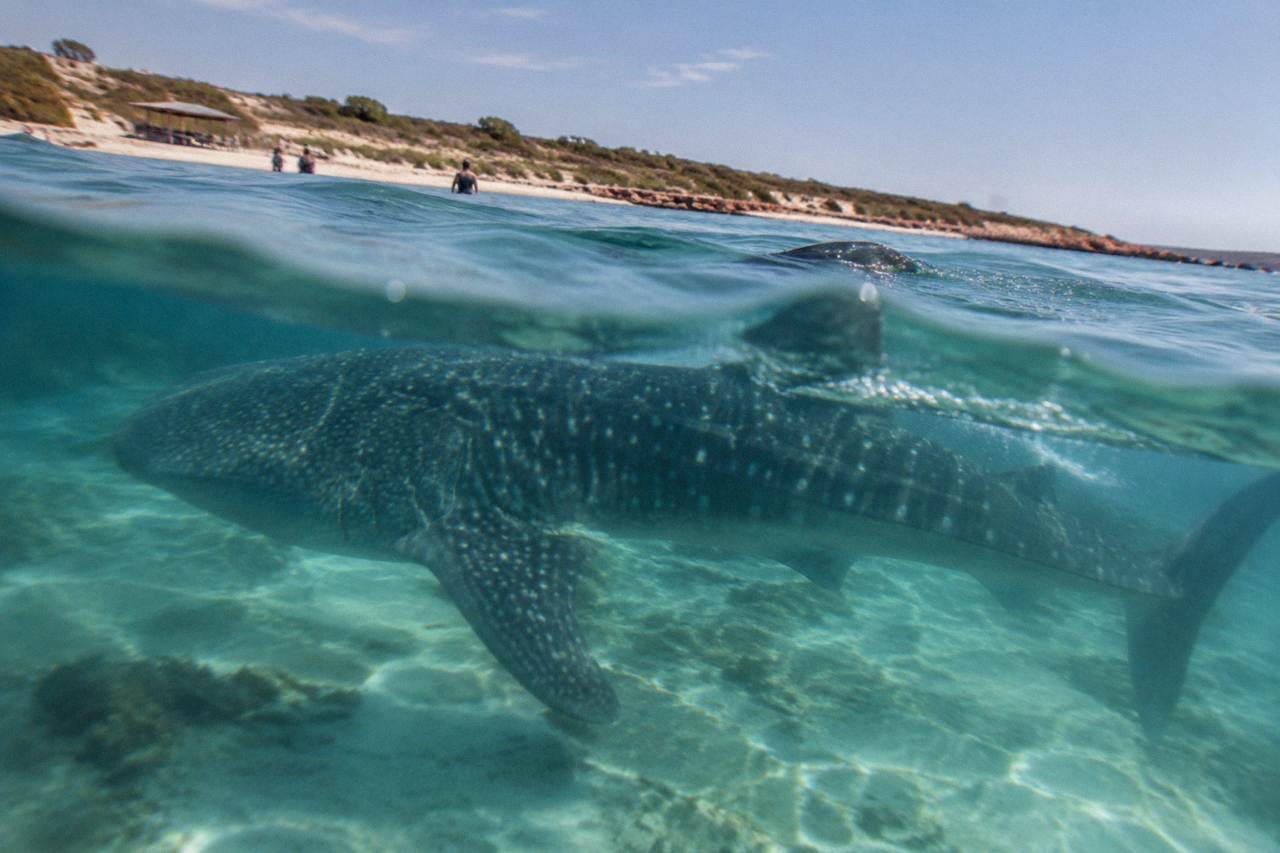 A whale shark swimming near the surface over clear Ningaloo Reef water