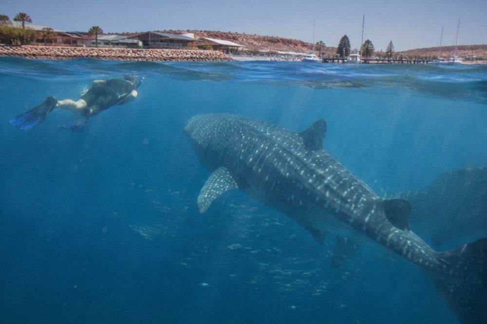 Snorkellers in the water near a large whale shark in open blue ocean